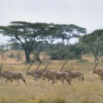 kenya_othermammals22.jpg