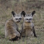 kenya-carnivore-081.jpg