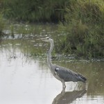 Kenya-HeronsStorks-021.jpg