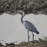 Kenya-HeronsStorks-022.jpg