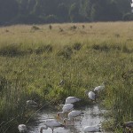 Kenya-HeronsStorks-023.jpg