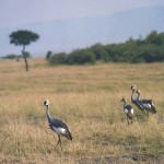 kenya_birds16.jpg