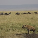 kenya-carnivore-050.jpg