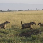 kenya-carnivore-051.jpg