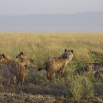 kenya-carnivore-052.jpg