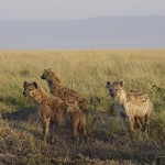 kenya-carnivore-053.jpg