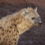 kenya-carnivore-055.jpg