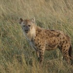 kenya-carnivore-056.jpg