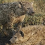 kenya-carnivore-058.jpg