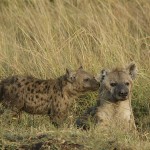 kenya-carnivore-059.jpg