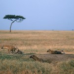 kenya_othermammals27.jpg