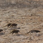 Kenya-carnivore-094.jpg