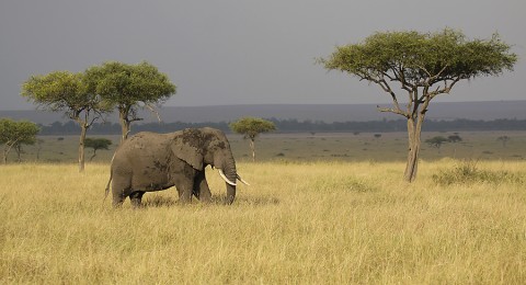 Kenya-othermammals-022.jpg