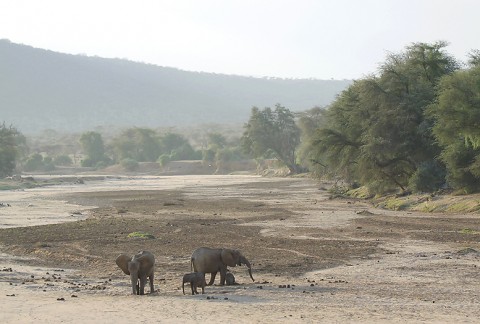 Kenya-othermammals-028.jpg