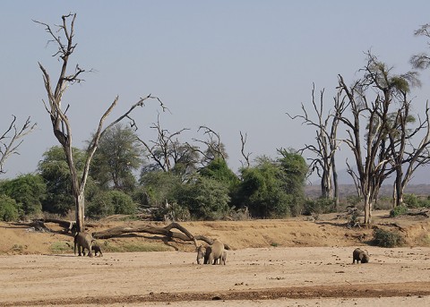 Kenya-othermammals-029.jpg