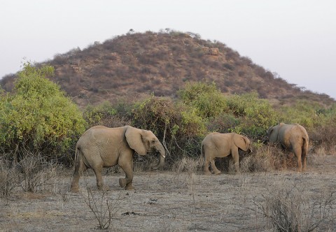 Kenya-othermammals-032.jpg