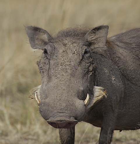 Kenya-othermammals-035.jpg