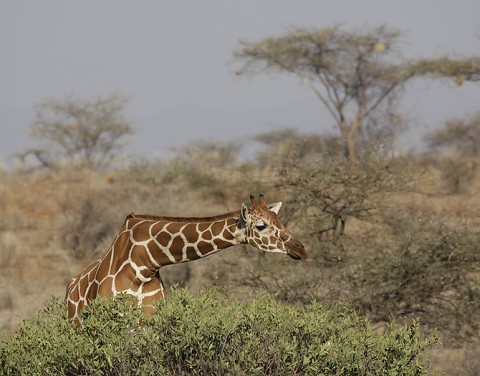 Kenya-othermammals-041.jpg