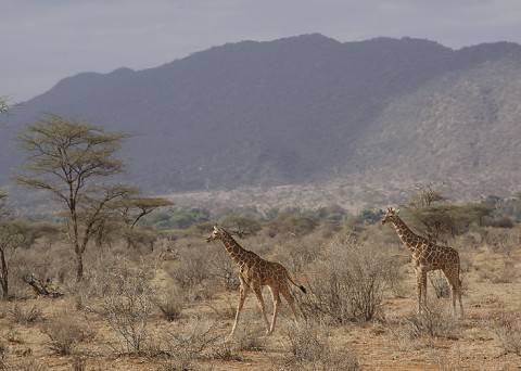 Kenya-othermammals-043.jpg