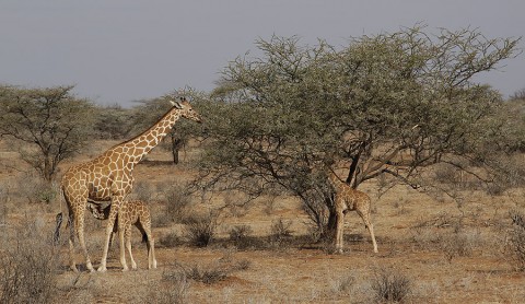 Kenya-othermammals-045.jpg