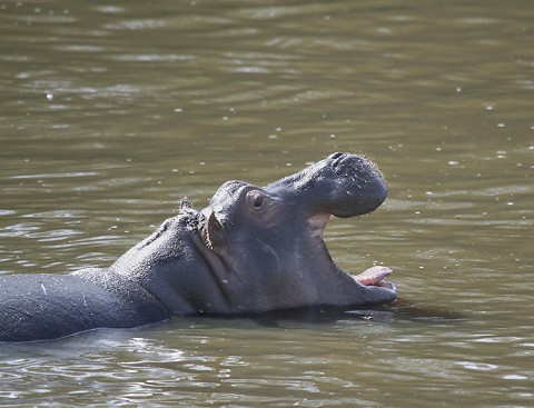 Kenya-othermammals-050.jpg