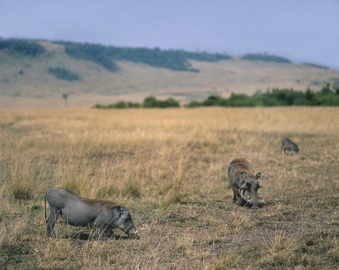 kenya_othermammals035.jpg