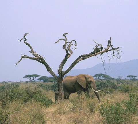 kenya_othermammals036.jpg