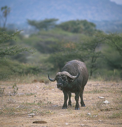 kenya_othermammals24.jpg