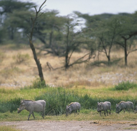 kenya_othermammals30.jpg