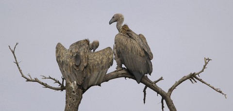 kenya-vultures-024.jpg