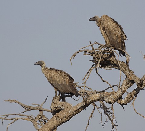 kenya-vultures-025.jpg