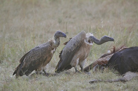 kenya-vultures-033.jpg