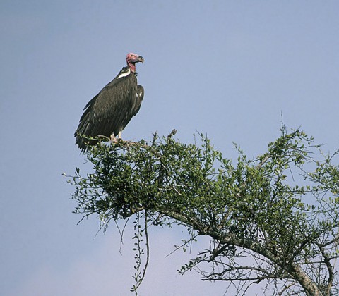 kenya_birds21.jpg