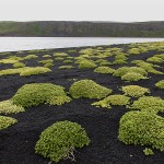 Part of a sub-arctic lava beach, north Iceland