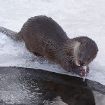 otter014.jpg