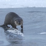 otter016.jpg