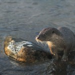 otter019.jpg