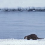 otter021.jpg