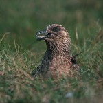 skuas21.jpg