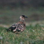 skuas22.jpg