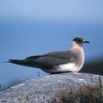 skuas24.jpg