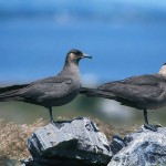 skuas26.jpg