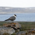 skuas30.jpg