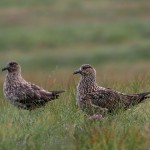 skuas31.jpg