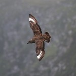 skuas33.jpg