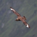 skuas34.jpg