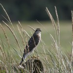 sparrowhawk22.jpg