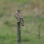 sparrowhawk24.jpg