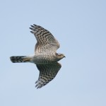 sparrowhawk27.jpg