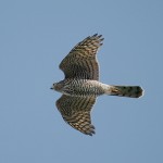 sparrowhawk28.jpg